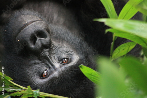 Wilde Berggorilla in Uganda - Afrika - Freilebend