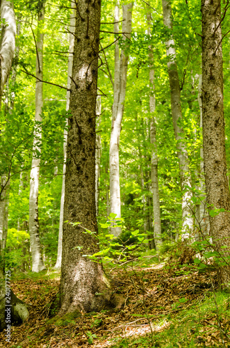 my forest imagination, view of a woods during summer