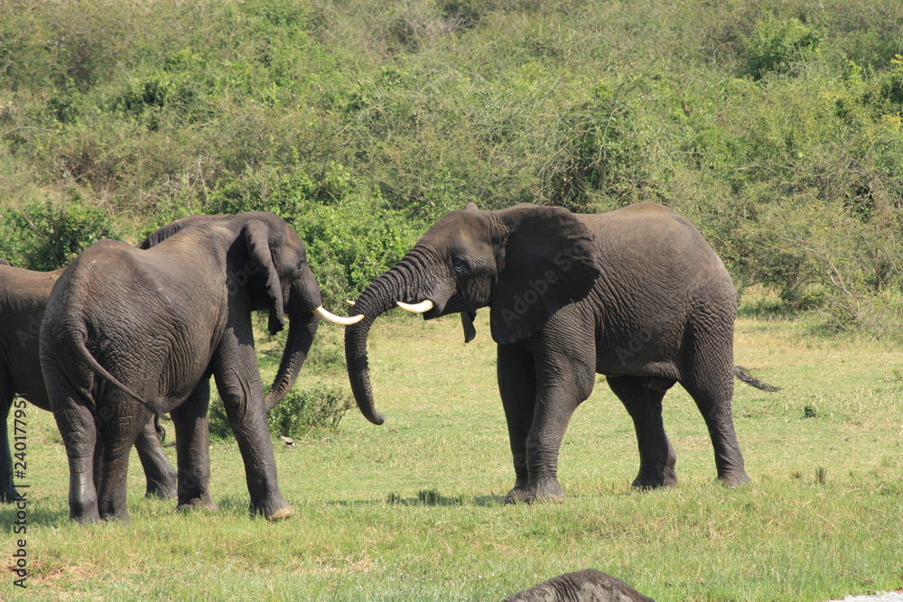 Kämpfende Elefanten in Afrika