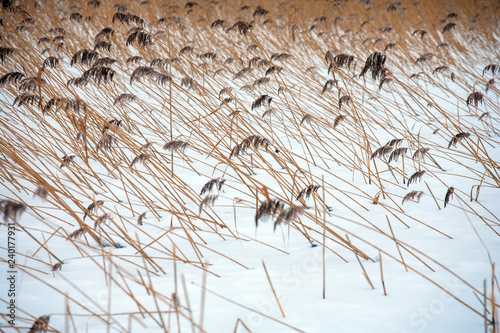 Reed at the shore of Sniardwy Lake in winter, the largest lake in Poland, Masuria Region, Poland