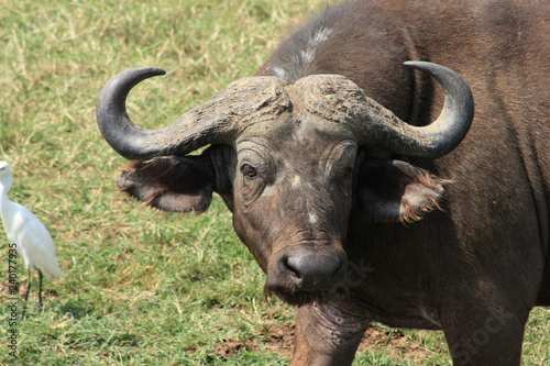 Büffel Nahaufnahme - Profil  - Afrika © Claudia