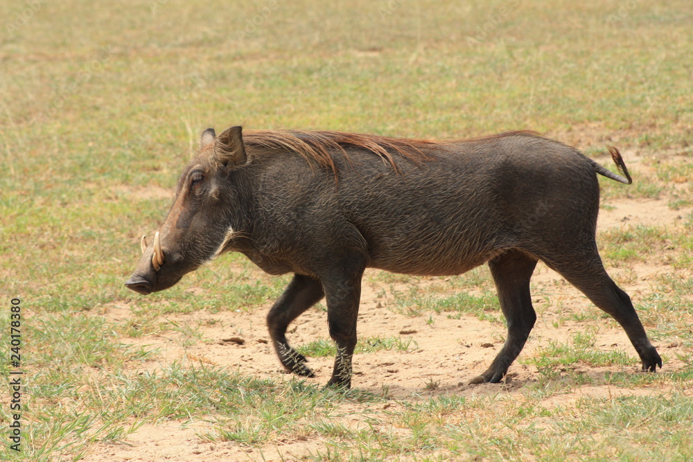 Warzenschwein in Afrika - Paar Warzenschwein in Afrika - Paar