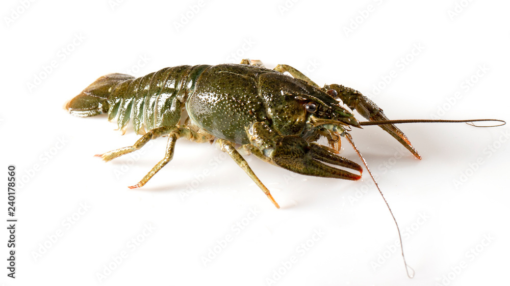 Crayfish on a white background. Drops of water on the surface of the shell Crayfish on a white background. Drops of water on the surface of the shell