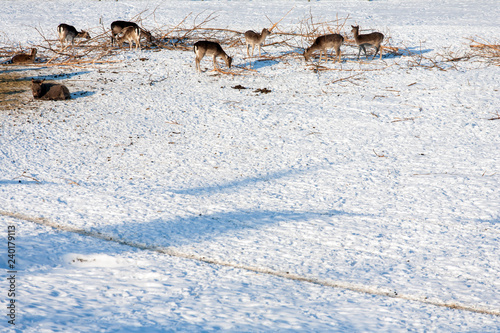 Masuria Region, Poland - January, 2009: Wildlife Park in Kadzidlowo photo