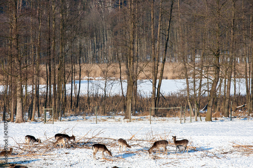 Masuria Region, Poland - January, 2009: Wildlife Park in Kadzidlowo © Maciej