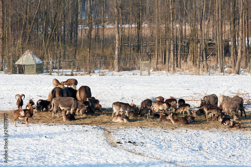 Masuria Region, Poland - January, 2009: Wildlife Park in Kadzidlowo