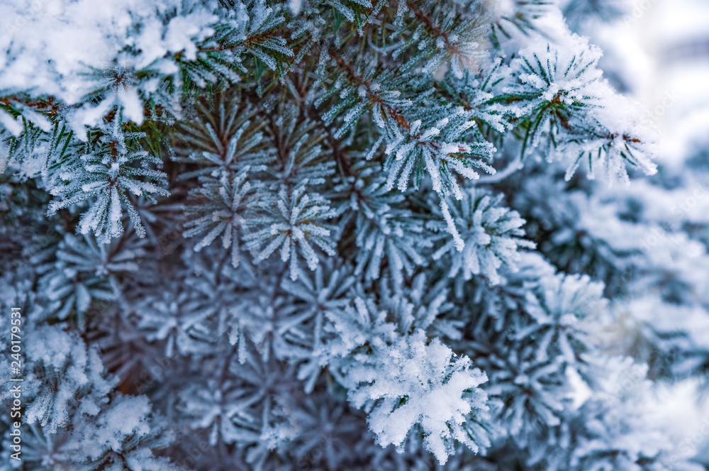 Snow covered fir branches. Frozen coniferous branches in white winter. Winter snowy pine. Fir branches covered with hoar frost. Winter background.