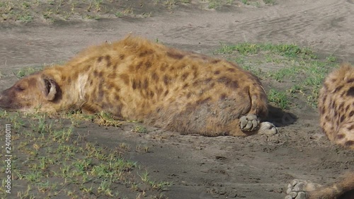 Spotted Hyenas sleeping on the ground in Serengeti National Park, Tanzania in Africa. species Crocuta crocuta along the dirt road in Serengeti National Park. Iena ridens or hyena maculata outdoor. photo