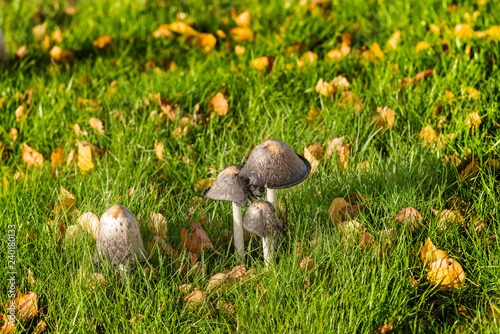 Close up of a nest of Shaggy Inkcap mushroom, Coprinus comatus, growing in a maintaned grassy meadow. photo