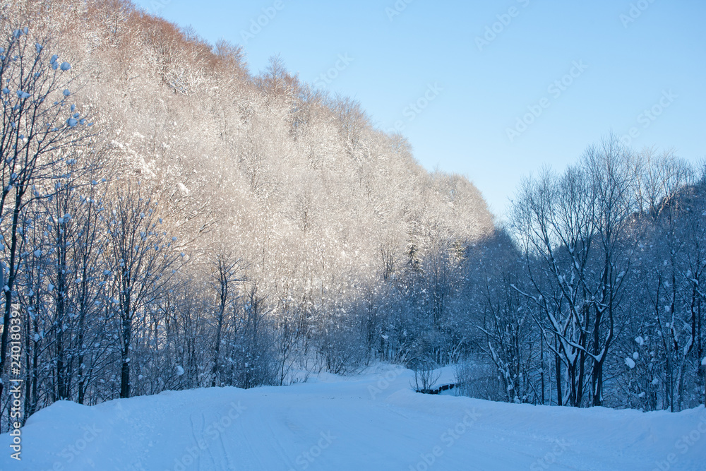 snowy forest road in Bieszczady Mountains, Poland