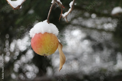 Red apple on apple tree covered with snow