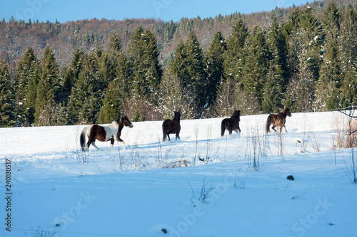 Horses in the meadow, Bieszczady Mountains, Bieszczady National Park, Carpathians Mountains, Poland