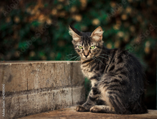 portrait of a cat