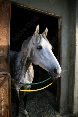 Fototapeta Naklejka Na Ścianę i Meble -  Thoroughbred horse in stall