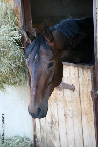 Fototapeta Naklejka Na Ścianę i Meble -  Thoroughbred horse in stall