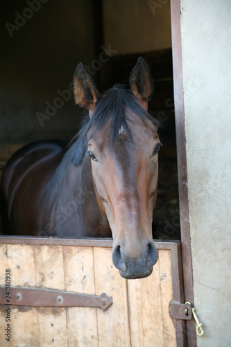 Thoroughbred horse in stall