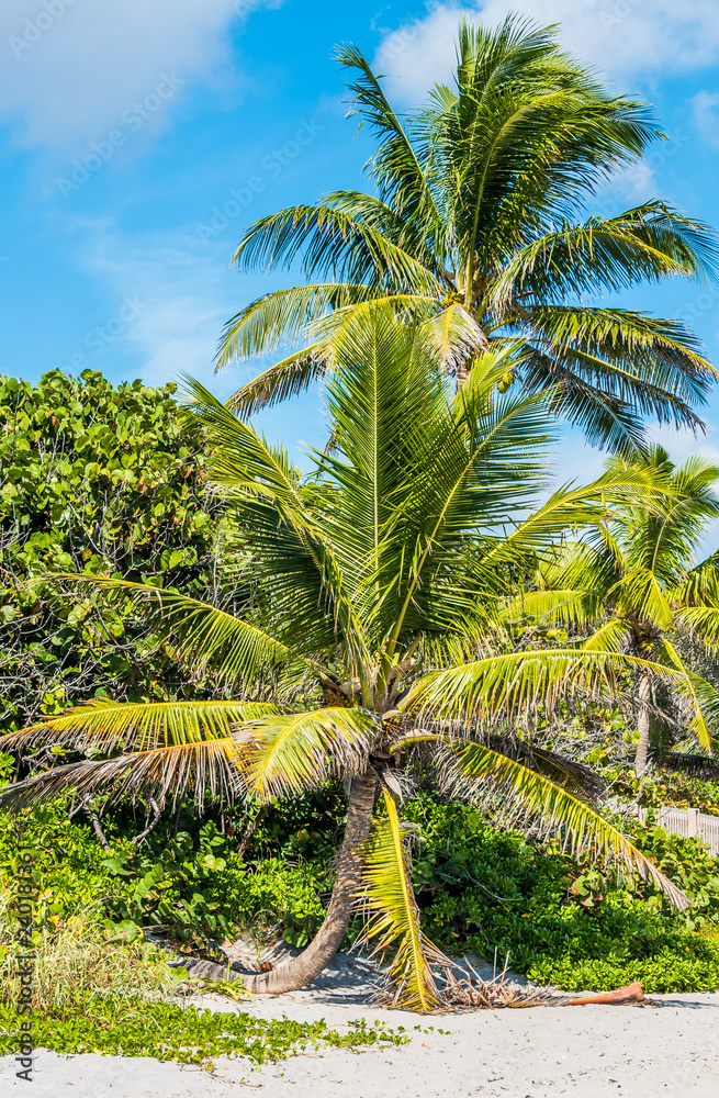 Obraz premium Tropical palms
