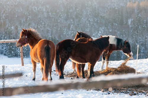 Horses in Kalnica, Bieszczady Mountains, Carpathians Mountains, Poland © Maciej