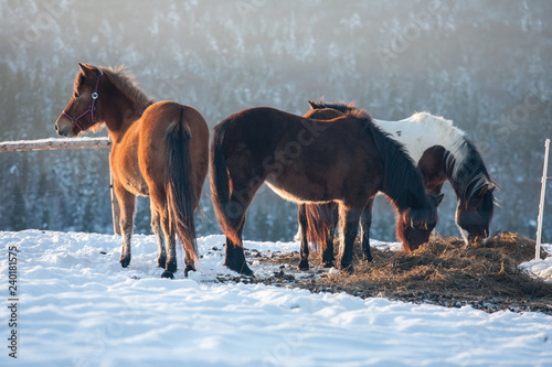 Horses in Kalnica  Bieszczady Mountains  Carpathians Mountains  Poland