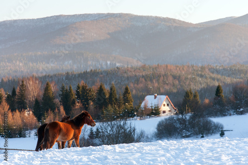 Horses in Kalnica, Bieszczady Mountains, Carpathians Mountains, Poland photo