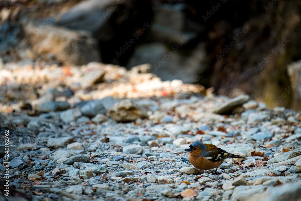 New Zealand, Chaffinch bird in the rainforest jungle. New Zealand, Chaffinch bird in the rainforest jungle.