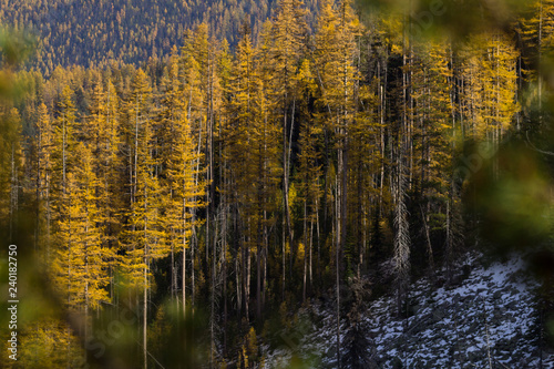 Western Larch (tamarack) trees cover the snowy hillside in eastern washington state in the colville national forest