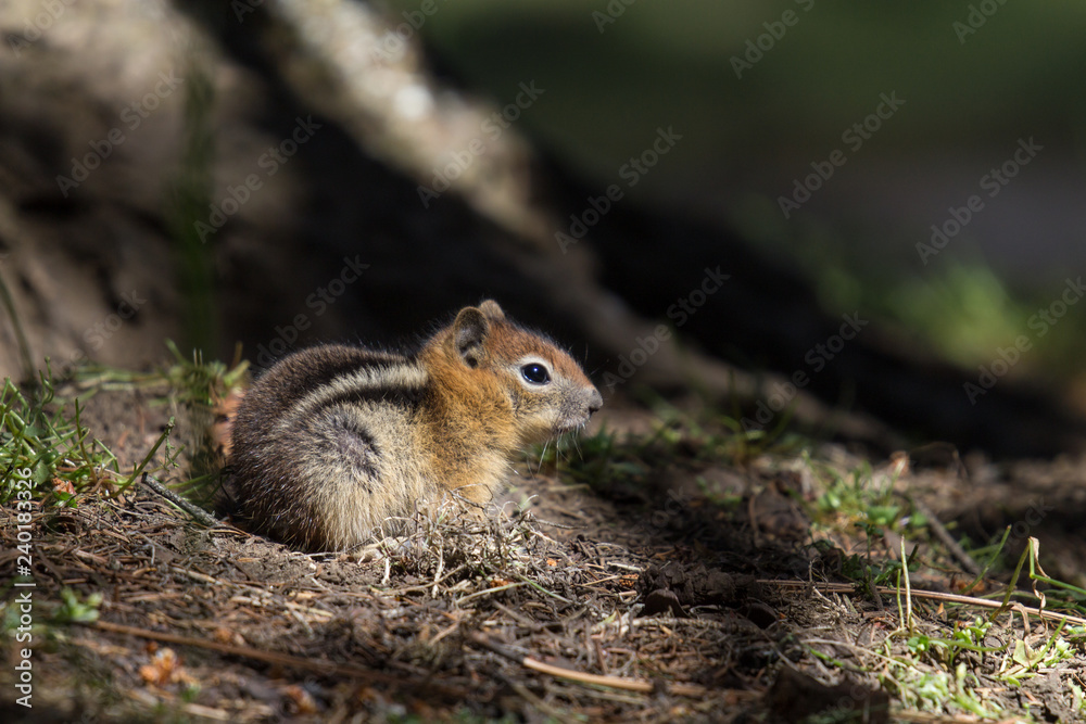 Chipmunk Sitting on a Tree Root Outside Chipmunk Sitting on a Tree Root Outside