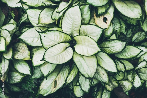 background with white and green leaves