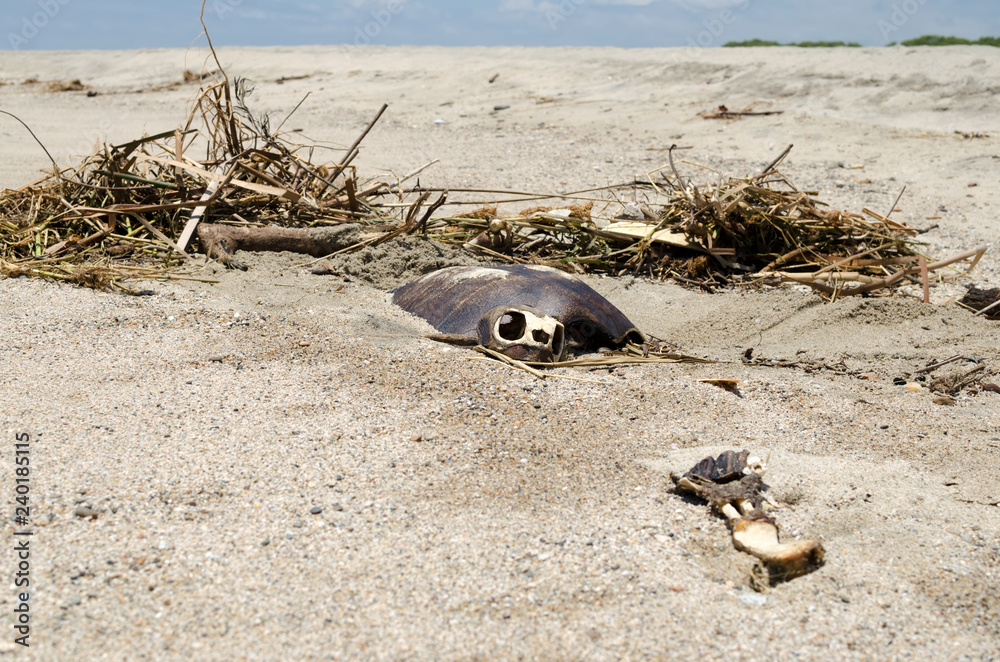 Obraz premium Dead turtle at the beach
