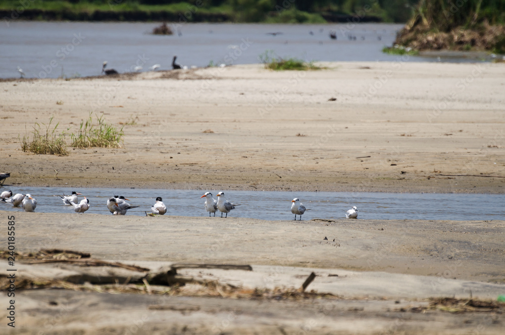 Caspian and Common Terns at sandy beach