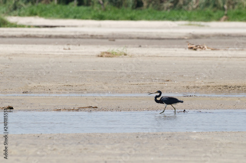 Tricolored Heron walking in the stream at the beach