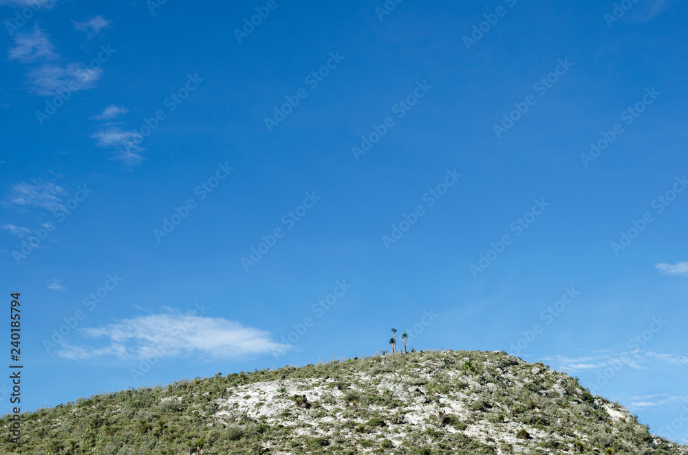Young Joshua trees at the hill and blue sky above