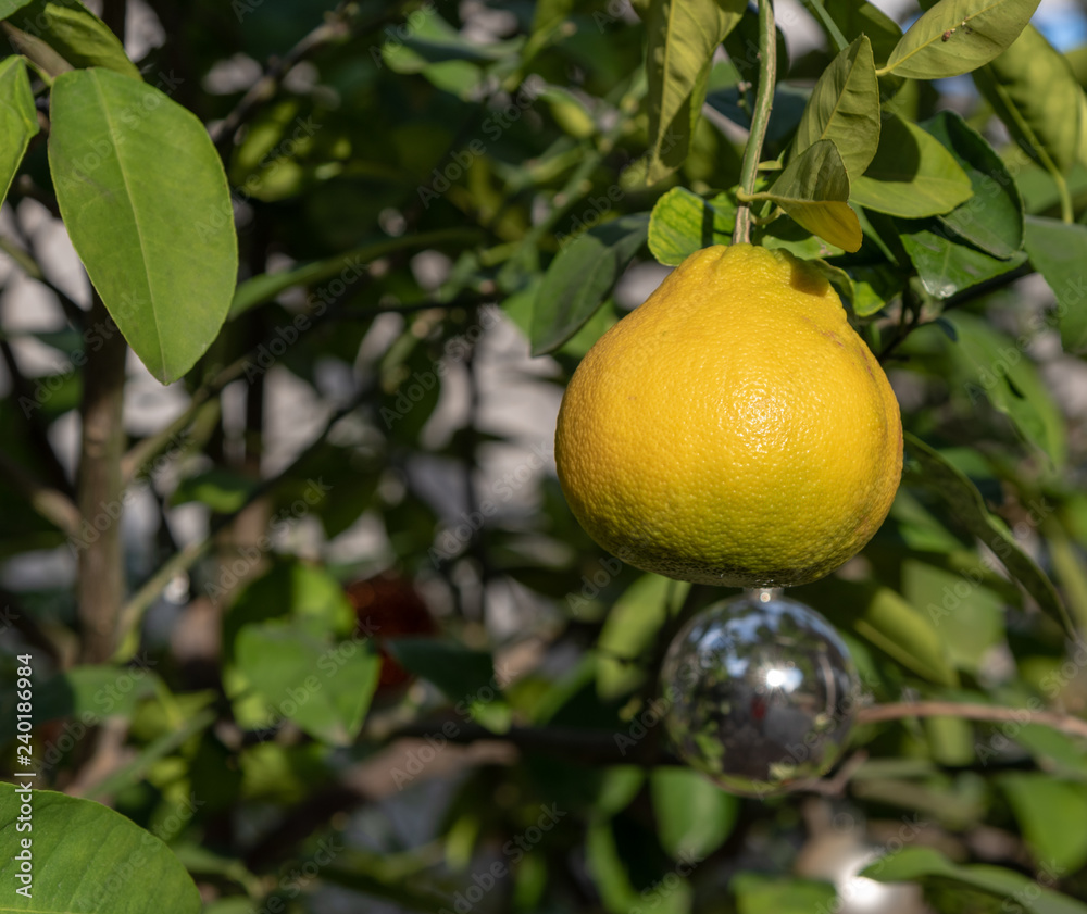 lemons on tree