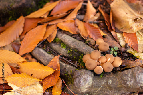 Small Mushrooms on Tree Roots