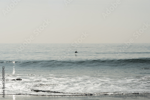 Pelican flying over the Pacific ocean at the El Matador State Beach in Malibu  California  in winter 