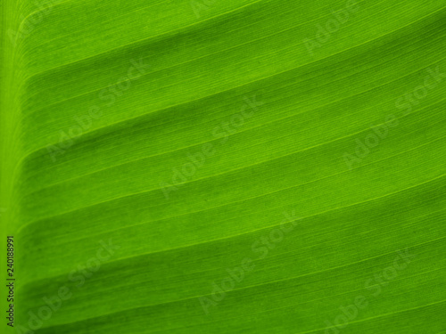 Texture on surface on banana Leaf as background