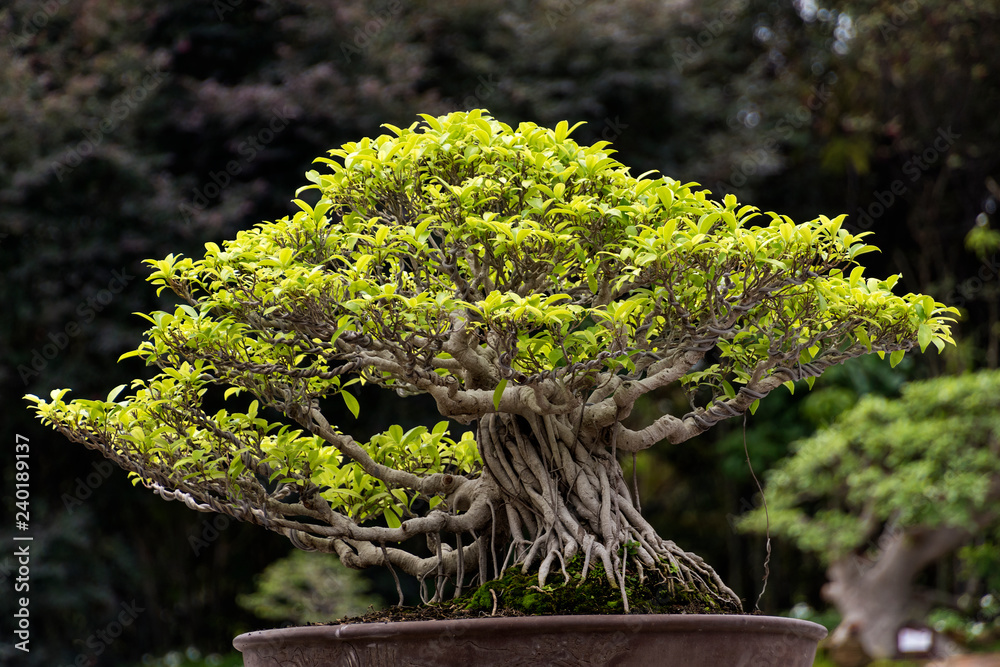 Banyan tree bonsai Stock-foto | Adobe Stock