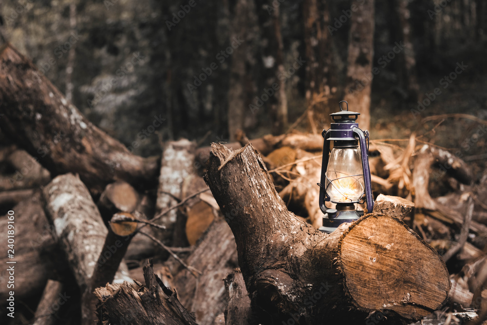 Fototapeta premium stump in the forest