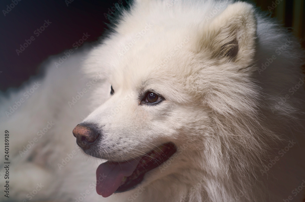 Samoyed dog breed pet portrait