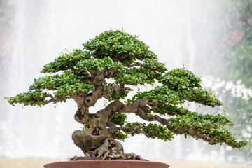 Acrylglasbilder Bonsai Hokiantea Bonsai mit grünen Blättern  © Daniel Ferryanto