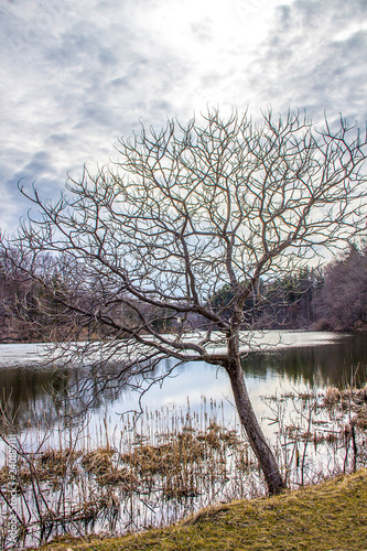 barren tree in front of a lake in winter
