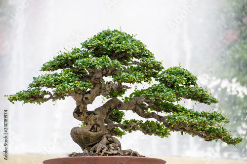 Miniature Bonsai tree of Hokiantea (Carmona Retusa)
