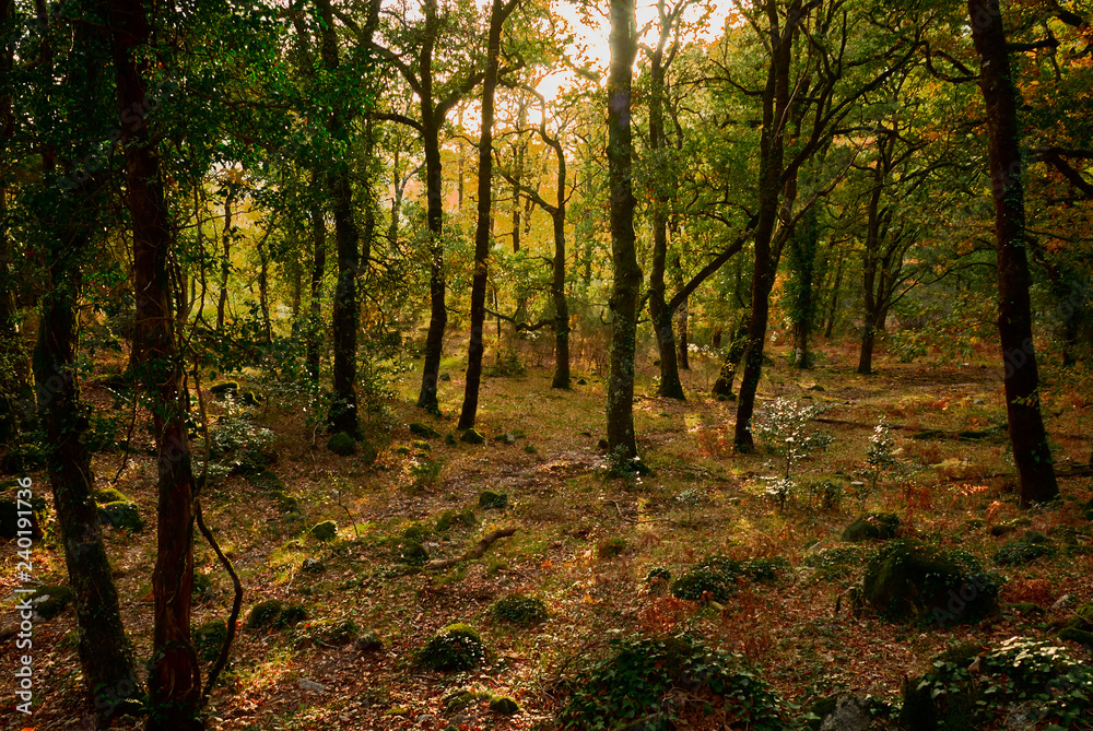 Woods in the autumn Woods in the autumn