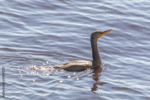 Swimming Cormorant © keiserjb