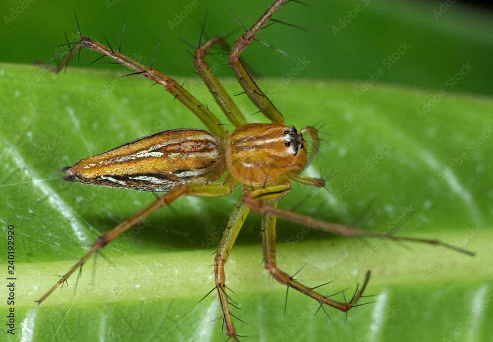 Macro Photo of Jumping Spider on Green Leaf Macro Photo of Jumping Spider on Green Leaf