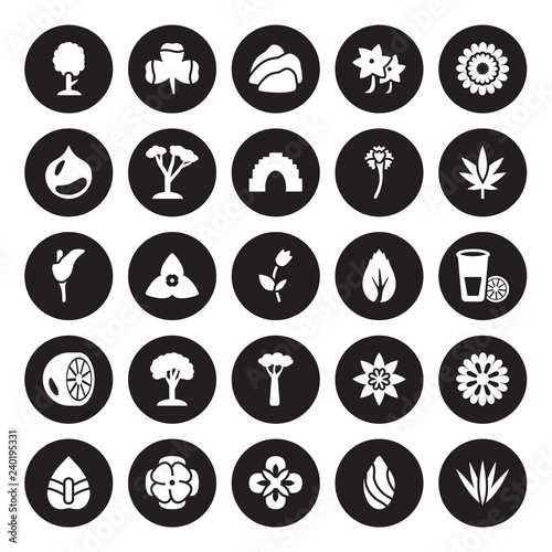 25 vector icon set : Cypress, Almond, Alstroemeria, Anemone, Anthurium, Cannabis, Birch, Baobab, Bergamot, Chestnut, Cliff, Clover isolated on black background.
