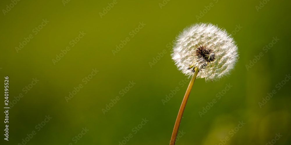 A Dandelion flower waits for its seeds to be carried away on the wind A Dandelion flower waits for its seeds to be carried away on the wind