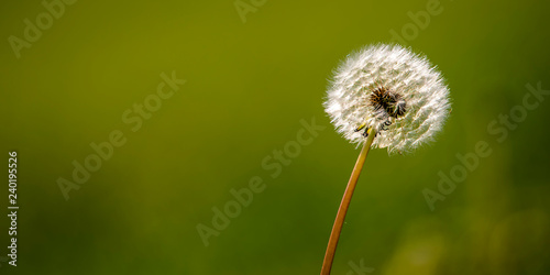 A Dandelion flower waits for its seeds to be carried away on the wind