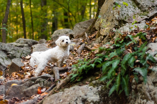 Small dog in forest