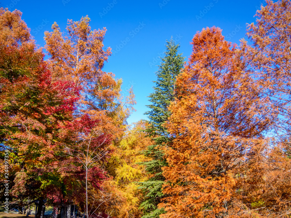 Fototapeta premium 【静岡県伊豆市】紅葉した公園の樹木【修善寺虹の郷】